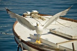 Seagull in the harbour